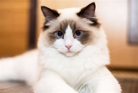 The Ragdoll Cat Breed: Personality, Care & More.